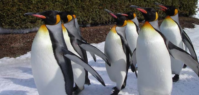 北海道の人気の動物園!旭山動物園